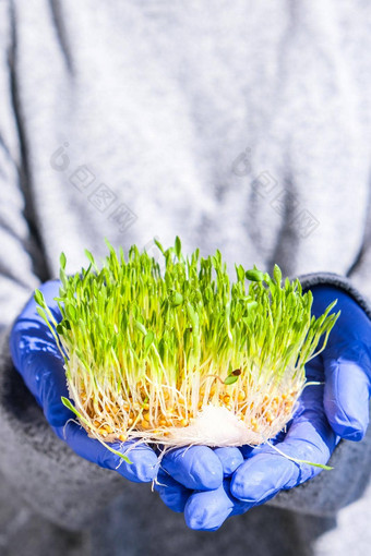 女手持有发芽小麦表格根食物健康微绿色豆芽有机素食主义者健康的食物概念首页园艺幼苗