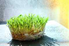 发芽发芽小麦表格根食物健康微绿色豆芽有机素食主义者健康的食物概念首页园艺浇水幼苗
