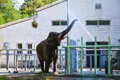 大象动物园肖像印度大象饮料水树干