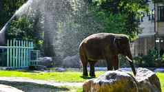 大象动物园肖像印度大象