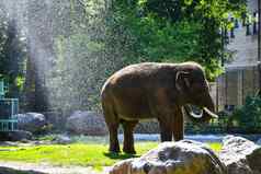 大象动物园肖像印度大象