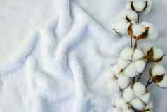 平躺美丽的棉花分支白色织物前视图复制空间自然棉花织物纹理精致的白色棉花花