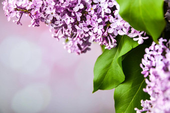 美丽的春天淡紫色软长途跋涉自然背景复制空间文本分支群紫色的淡紫色关闭