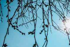 盛开的树自然天空桦树火龙树叶春天太阳味蕾路叶子云花草云冷杉樱桃黑色的白色自然天空树叶春天太阳味蕾叶子云