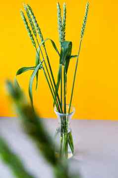 透明的花瓶麦片植物草特写镜头窗台上复制空间文本小麦斯派克植物绿色小麦