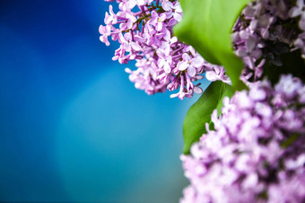 美丽的春天淡紫色软长途跋涉自然背景复制空间文本分支群紫色的淡紫色关闭
