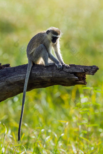育肥猴子马蓬古布韦国家公园南非洲