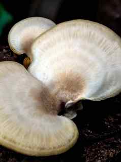 象牙白色蘑菇发霉的木材