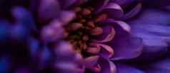 紫色的黛西花花瓣布鲁姆摘要花开花艺术背景花春天自然香水气味婚礼奢侈品美品牌假期设计