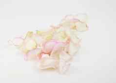 花瓣粉红色的玫瑰白色背景节日礼物卡复制空间布局
