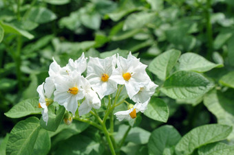 开花土豆土<strong>豆花</strong>开花阳光成长植物白色盛开的土<strong>豆花</strong>农场场