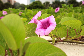 集群紫色的花铁路他来了