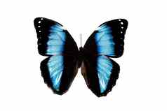 大蝴蝶蓝色的翅膀隔离白色背景Morpho阿基里斯