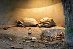 图像或乌龟乌龟非洲刺激了乌龟geochelone或地板上爬行动物动物