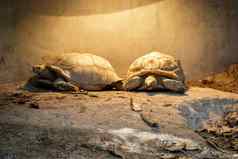 图像或乌龟乌龟非洲刺激了乌龟geochelone或地板上爬行动物动物