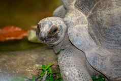 图像细长的乌龟乌龟indotestudoelongata地板上爬行动物动物