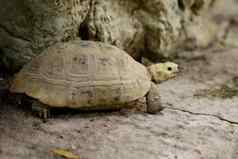 图像细长的乌龟乌龟indotestudoelongata地板上爬行动物动物