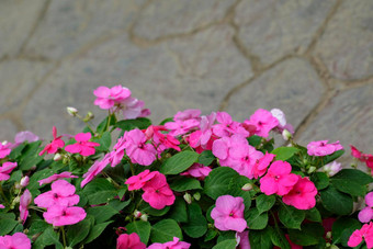 图像凤仙花属植物瓦勒里亚纳凤仙花属植物苏丹丽齐香脂苏丹娜简单的凤仙花属植物粉红色的花布鲁姆花园