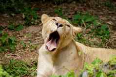 图像女狮子自然背景野生动物动物