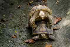 图像或乌龟乌龟非洲刺激了乌龟geochelone或繁殖爬行动物动物