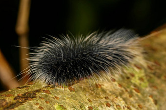 图像黑色的毛毛虫蠕虫eupterotetetacea<strong>白色头发</strong>分支昆虫动物