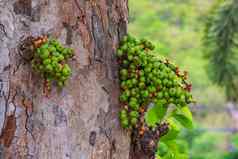 图像绿色野生无花果水果树有价值的水果泰国集团绿色小无花果热带榕属植物当值