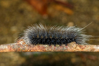 图像黑色的毛毛虫蠕虫eupterotetetacea<strong>白色头发</strong>分支昆虫动物