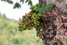 图像绿色野生无花果水果树有价值的水果泰国集团绿色小无花果热带榕属植物当值