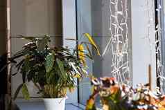 叶子室内植物能窗台上