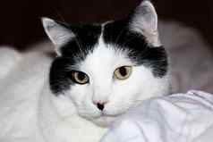 白色猫黑色的耳朵黄色的眼睛