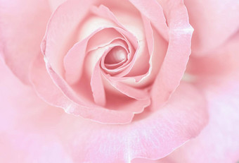 软焦点摘要花背景苍白的粉红色的玫瑰花宏花背景假期品牌设计