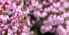 粉红色的艾丽卡carnea花冬天打击工作蜜蜂春天花园