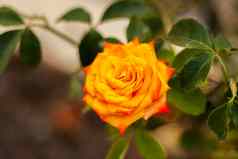 美丽的黄色的玫瑰花园玫瑰情人节一天生日
