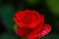 美丽的红色的玫瑰花园玫瑰情人节一天生日