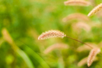 草地场毛茸茸的草夏天春天<strong>自然</strong>景观绿色景观背景明信片横幅<strong>海报</strong>