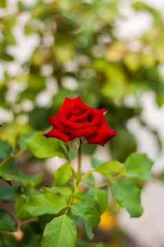 美丽的红色的玫瑰花园玫瑰情人节一天生日红色的玫瑰