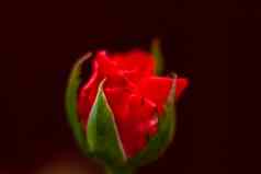 美丽的红色的玫瑰花园玫瑰情人节一天生日