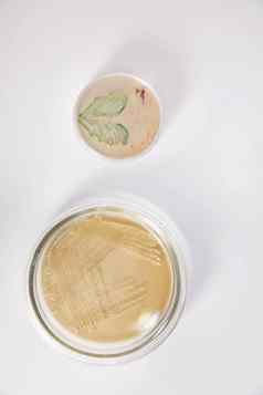 微生物学实验室佩特里菜细菌样品