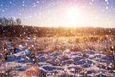 日出日落冬天场覆盖下降雪草覆盖霜降雪