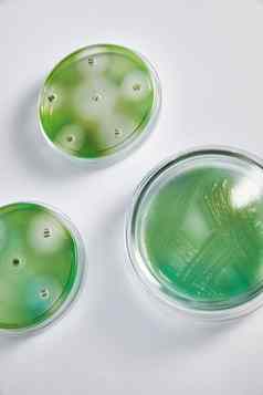 微生物学实验室佩特里菜细菌样品