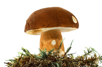 美丽的牛肝菌属蘑菇莫斯