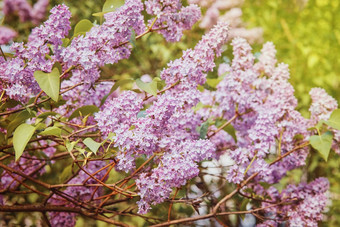 春天温柔的分支淡紫色模糊背景图像壁纸春天浪漫新鲜的情绪