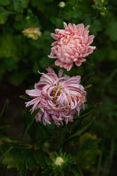 粉红色的peony-shapedAster花床上特写镜头