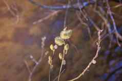 美丽的猫咪柳树艺术图像自然春天柳树花阳光