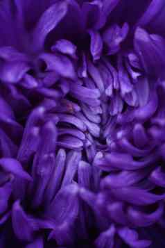 紫色的peony-shaped水马齿极端的特写镜头