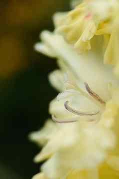 剑兰花序雌蕊雄蕊细节