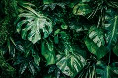 热带叶子自然环境背景植物花园花背景植物增长景观设计