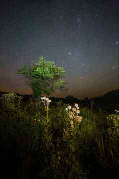 蓟斯派克球小树布满星星的夏天晚上晚上背景