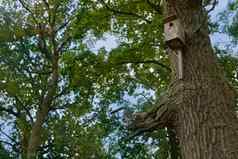 鸟房子橡木树绿色叶子自然概念生态
