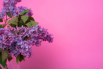 花束紫丁香花瓶粉红色的背景明信片花粉红色的背景春天花很好地复制空间粉红色的明信片花粉红色的背景